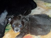 Bir kızımız ve bir oğlumuz var 50 günlük köpekler