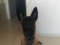 Güzel malinois kızımız deyzi