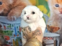 Yavru maltese köpekler