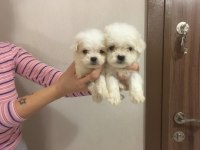 TEACUP MALTESE DİŞİ VE ERKEK