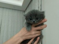 British Longhair 2 Aylık Erkek