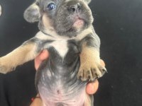MAVİ MAVİ MASMAVİ FRANSIZ BULLDOG MAVİŞLER