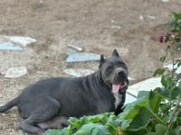 Yavru aslan cane corso