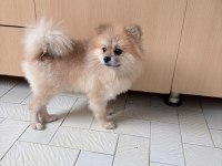 Pomeranian boo köpeği