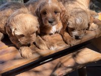 Maltipoo yavrularımız yeni yuvasını arıyor