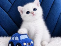 British Shorthair Golden Point Ny123