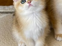 Şecereli british shorthair Black Golden ny12 erkek yavru