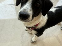 JACK RUSSELL - BORDER COLLIE KIRMASI ZEKİ YAVRU DİŞİ