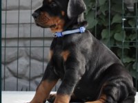 A şecereli doberman yavrular