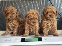MİNİ POODLE YAVRULAR