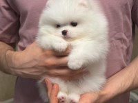Pomeranian Boo Teddy Bear Yavrulardan Biri İçin Ulasın