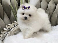 Pomeranian Boo Sağlıklı Köpeğimiz