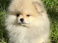 Pomeranian boo köpeğimiz