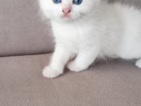 Podyum güzelleri sahnede pamuk kedilerimiz