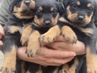 Orjinal yavru rottweiler