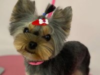 Yorkshire terrier erkek yavru