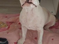 ÜCRETSİZ SAHİPLENDİRİLECEK FRENCH BULLDOG AÇIKLAMAYA BAKIN
