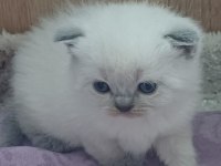 Küçük British Shorthair Minnaklarim