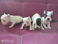 A Kalite French Bulldog Yavruları