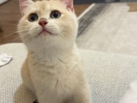 British Shorthair Ay Golden
