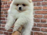 Pomeranian boo teacup dişi