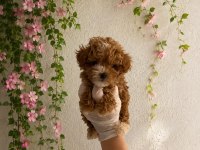 Maltipoo Yavrularım Orijinal Kg Garantili