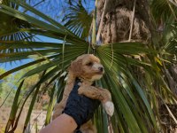 EŞSİZ ÇİFT PİGMENT RENK PREMİUM POODLE BABY
