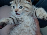 Son dişi scottish fold yavrumuza yuva arıyoruz