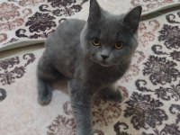 Akıllı ve sevimli british shorthair