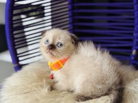 Scottish Fold Chocolate Point