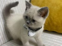 3 aylık british shorthair eşyaları var