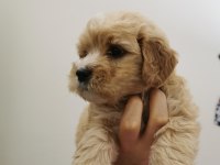 Orijinal Maltipoo Yavrular Randevu Alarak Bakabilirsiniz