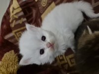 British shorthair longhair safkan yavrular