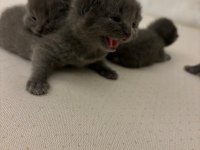 Blue point ve british shorthair