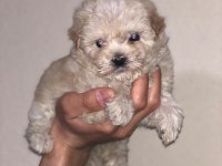 A+ kalite sağlık garantili maltipoo bebekler