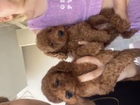 Toy poodle bebekler