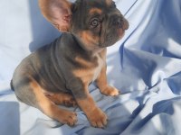 FLUFFY ve ISABELLA TAŞIYICI EXOTIC FRENCH BULLDOG YAVRULARI