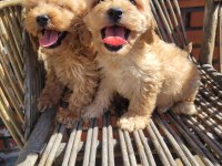 A kalite maltipoo yavrular