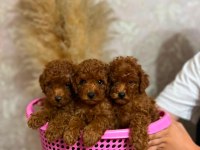 Oyuncu bakımlı toy poodle erkek