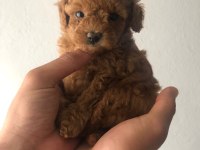 Kore poodle köpeğimiz