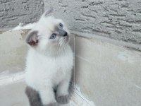 Scottish fold 2 aylıklar uygun puana