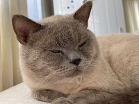 Erkek british shorthair kedime eş arıyorum