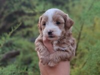 F1 0 NUMARA MALTİPOO YAVRULARIM HAZIR