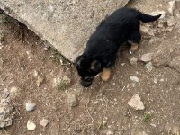 Alman kurt köpeği yerli kurt