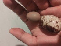 Bıldırcın yumurtası