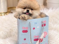POMERANİAN BOO ORJİNAL RENGİ VE TÜY KALİTELİ YAVRUMUZ