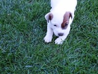 Enerji küpü Jack Russell bebekler