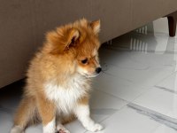 Erkek ve Dişi Yavru Pomeranian