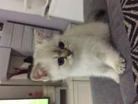Ayı surat british shorthair yavrumuz