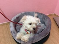 Ücretsiz sahiplendirme dişi köpeğimiz